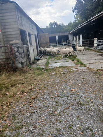Sheep for sale