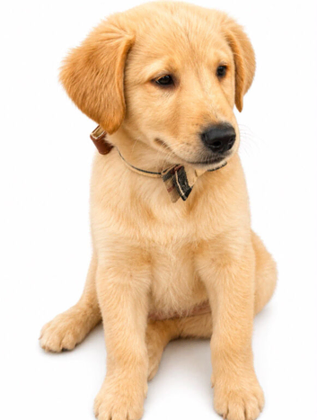 SIMBA IS THE ONLY BOY AVAILABLE OUT OF LITTER OF 6