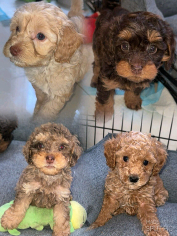 Unique Cavapoos pups