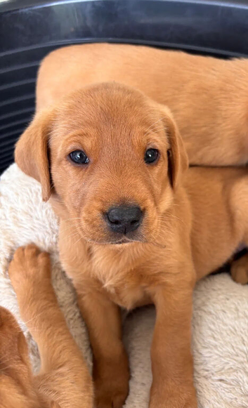 **Fox Red Labrador Puppies &ndash; Beautiful Coats, Gentle Hearts**