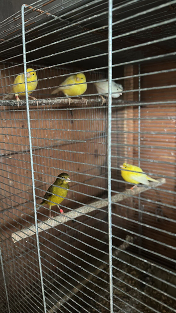 Spanish Timbrado canary