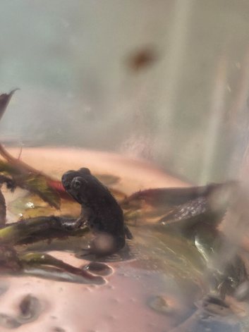 Korean fire bellied toadlets x3