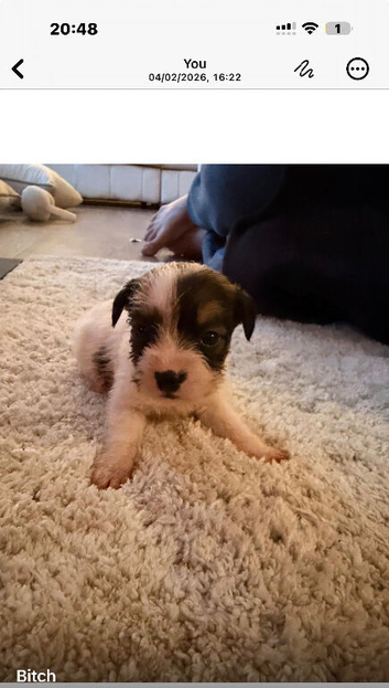 Broken coated terrier