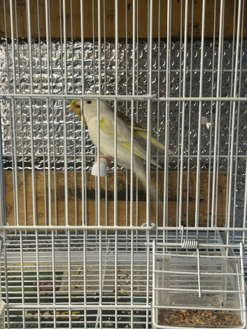 Mixd canaries