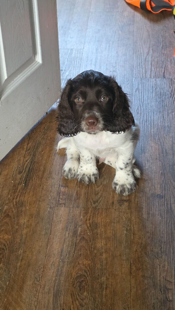 Cocker Spaniel