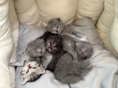 Scottish fold kittens