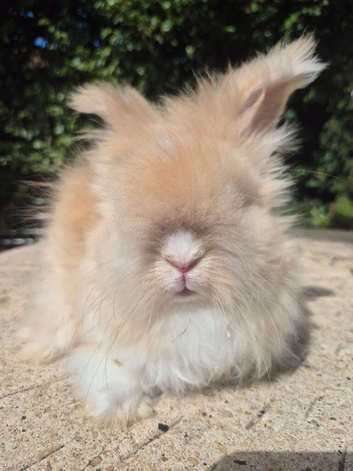 Stunning pedigree angora bunnies- imported parents