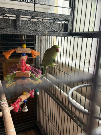 Female ringneck