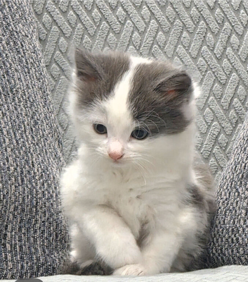 Kittens for sale