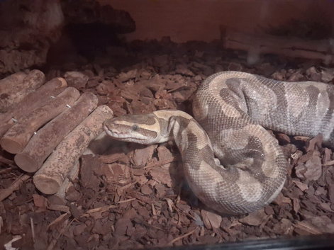 Royal python