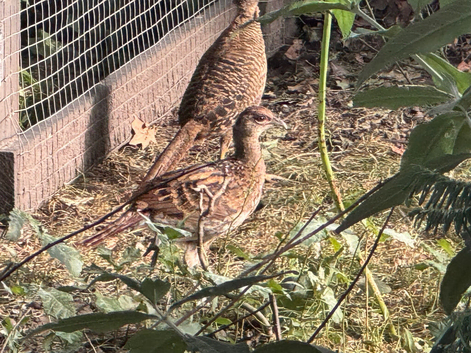 Golden Pheasant Poults