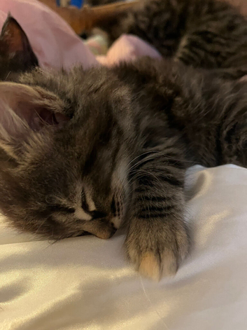 Beautiful kittens for sale