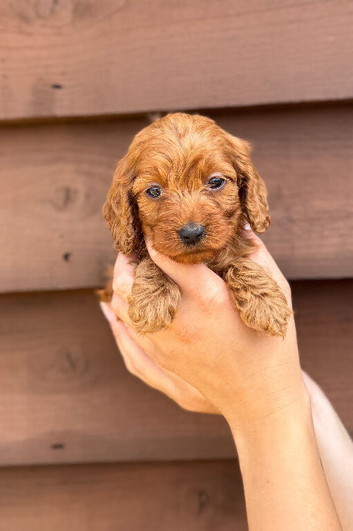 Cockapoos Puppys 6 Gorls Available