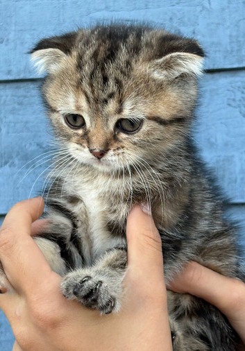 Scottish fold x BSH
