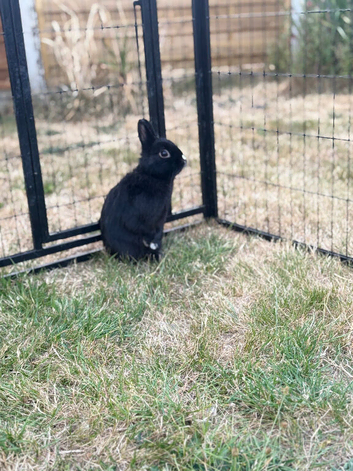 3 year old