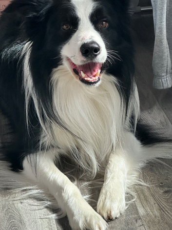 STUD ONLY 3 year old full breed border collie