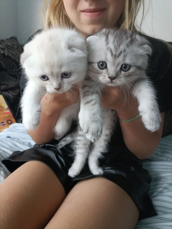 Kittens
