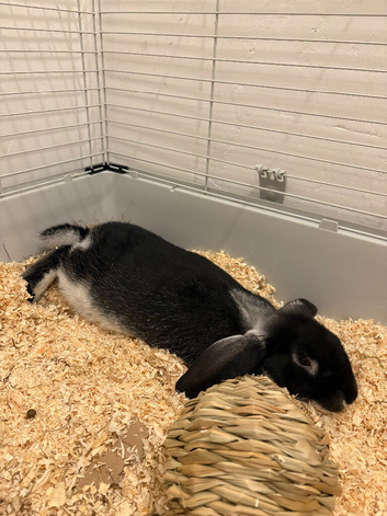 BLACK OTTER MINI LOP