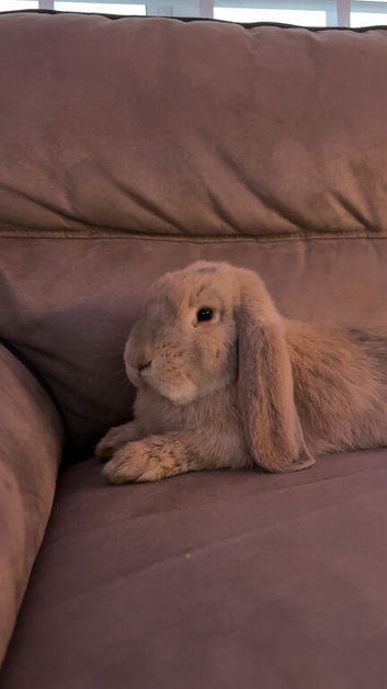 6 months old rabbit