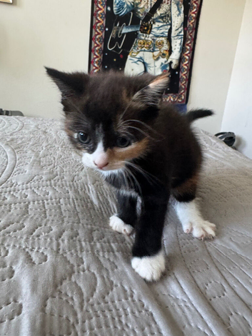 2 beautiful kittens for sale