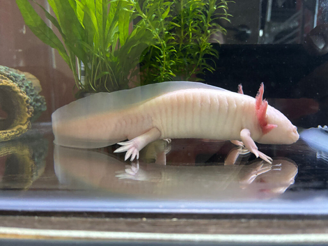 One large and one small axolotl for sale