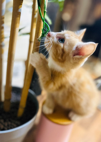 Kittens