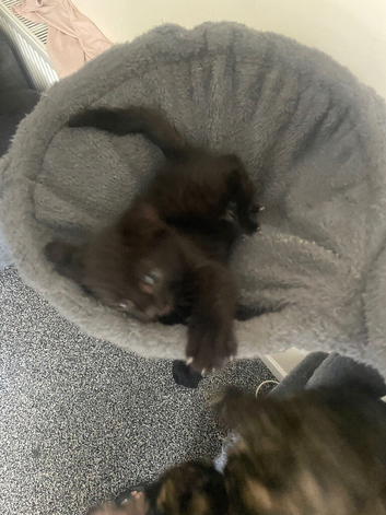 Last kitten