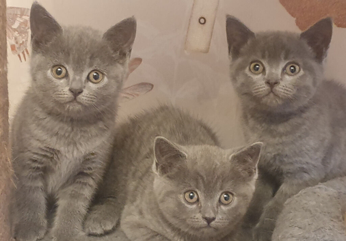 3 adorable kittens ready to leave