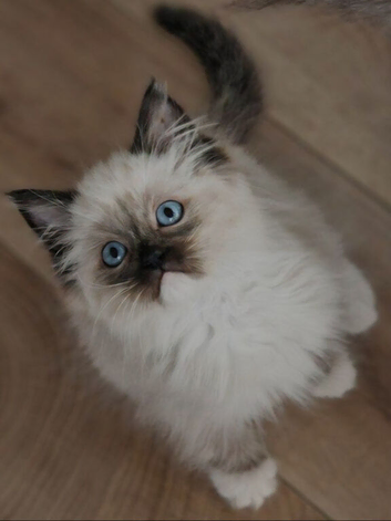 RAGDOLL KITTENS READY NOW