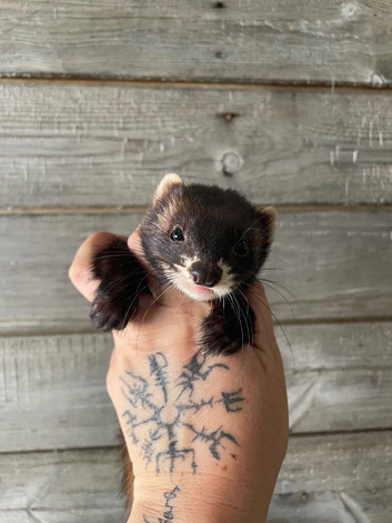 Few 1 year old ferrets and kits Jill&rsquo;s & Hobs