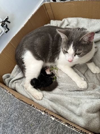 Female cat