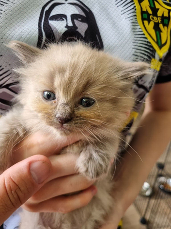 Pure bred lynx Ragdoll kittens.