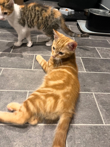 Full ginger male kitten