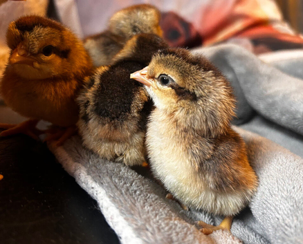 Female Cream Legbar Chicks