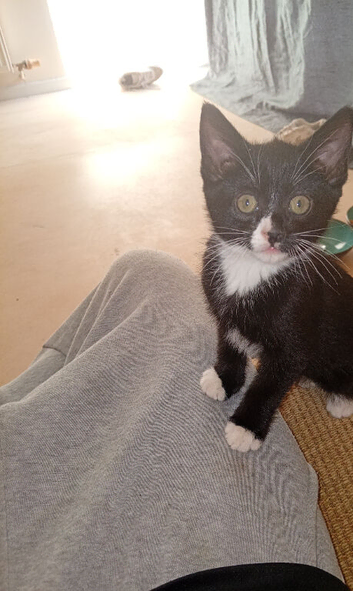 Lovely black and white kitten