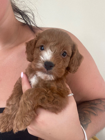 F1 cockapoo toy pups