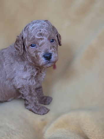 Beautiful miniature golden doodle