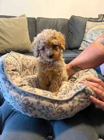 Toy poodle puppies