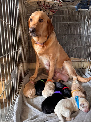 Adorable Labrador puppies!