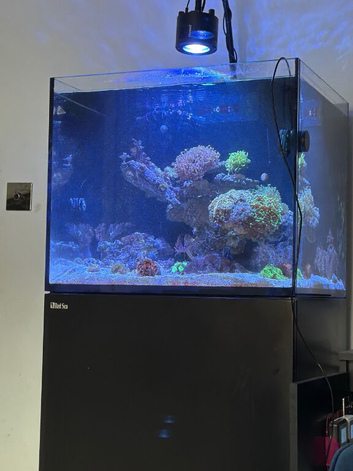 Marine tank, fish and corals for sale. All must go