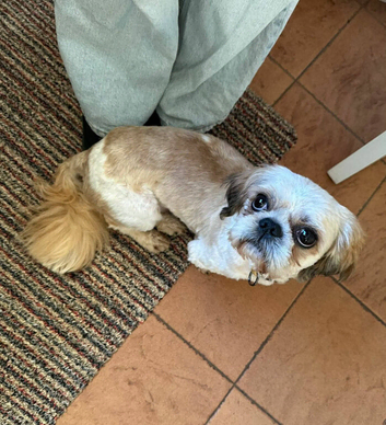 Dog lost cash reward if handed in or found