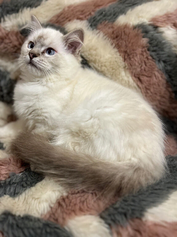 Tica older ragdoll kittens ready now