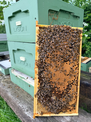 6 Frame Overwintered Langstroth Nucleus of Bees 2027