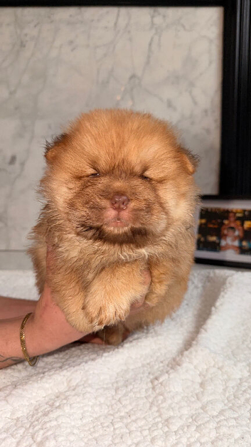 Chocolate saple chow chow