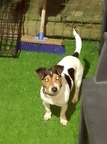 Jack Russell