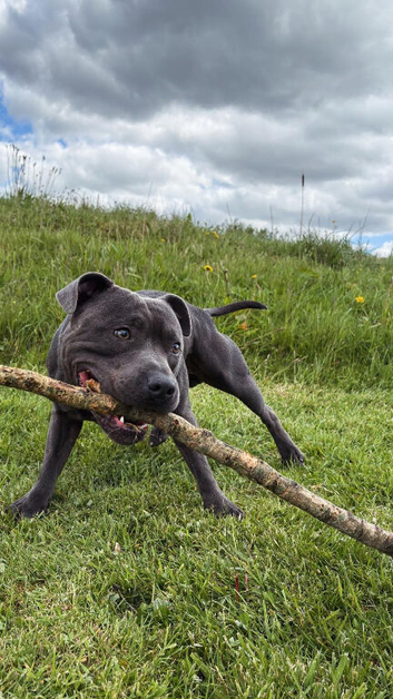 Bear the blue staff for stud