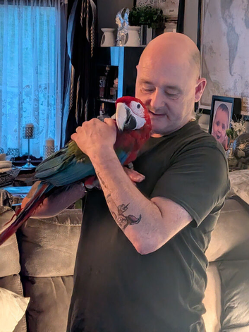 Greenwing macaw for sale