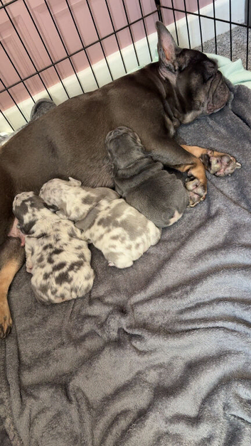 French bulldog puppies