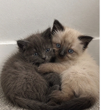 Main coon and Siamese