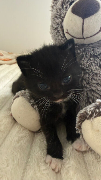 2 male kittens